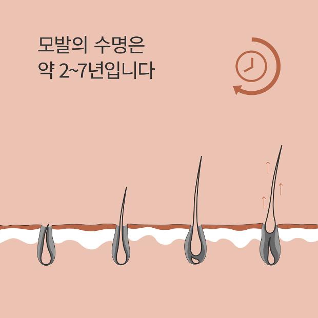 Life cycle of hair