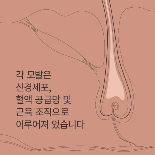 Hair nerve