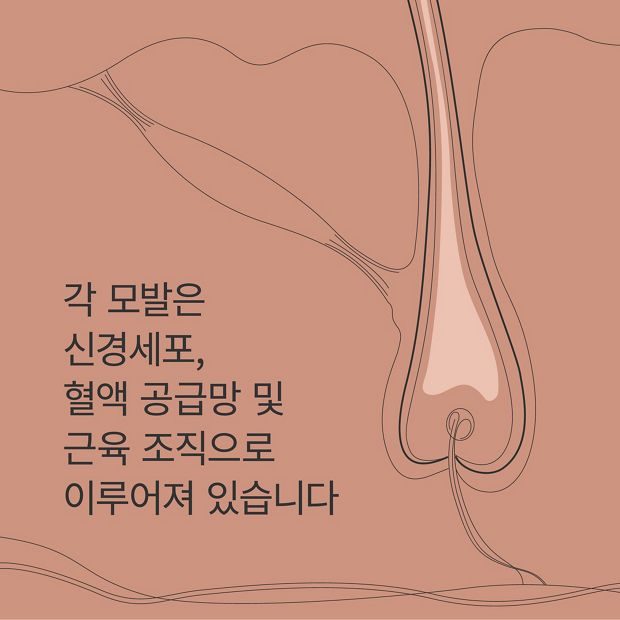 Hair nerve