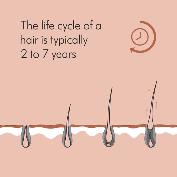 Life cycle of hair