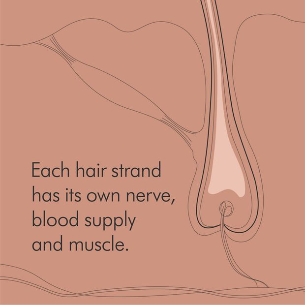 Hair nerve