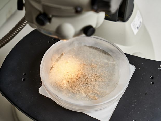 Scanning Electron Microscope (SEM)