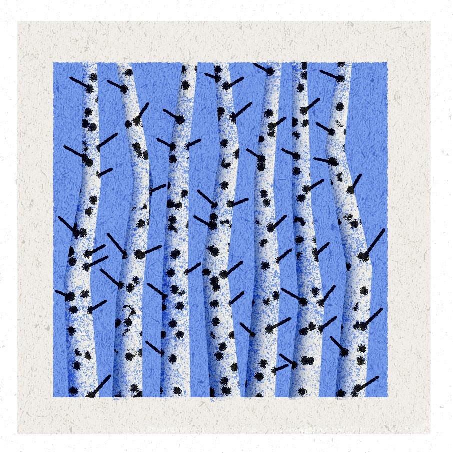 Silver birch tree