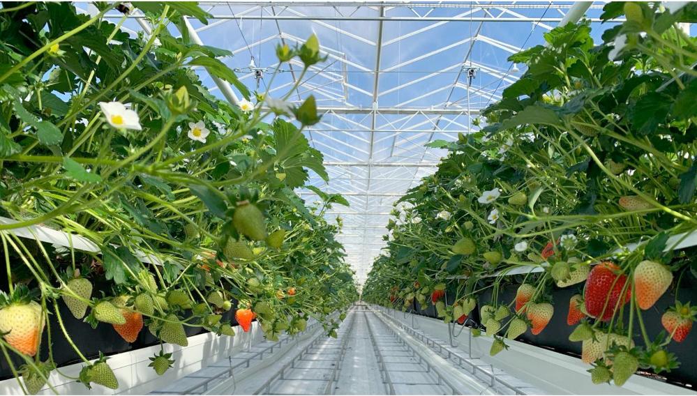 Dyson farming strawberries growing in the glasshouse