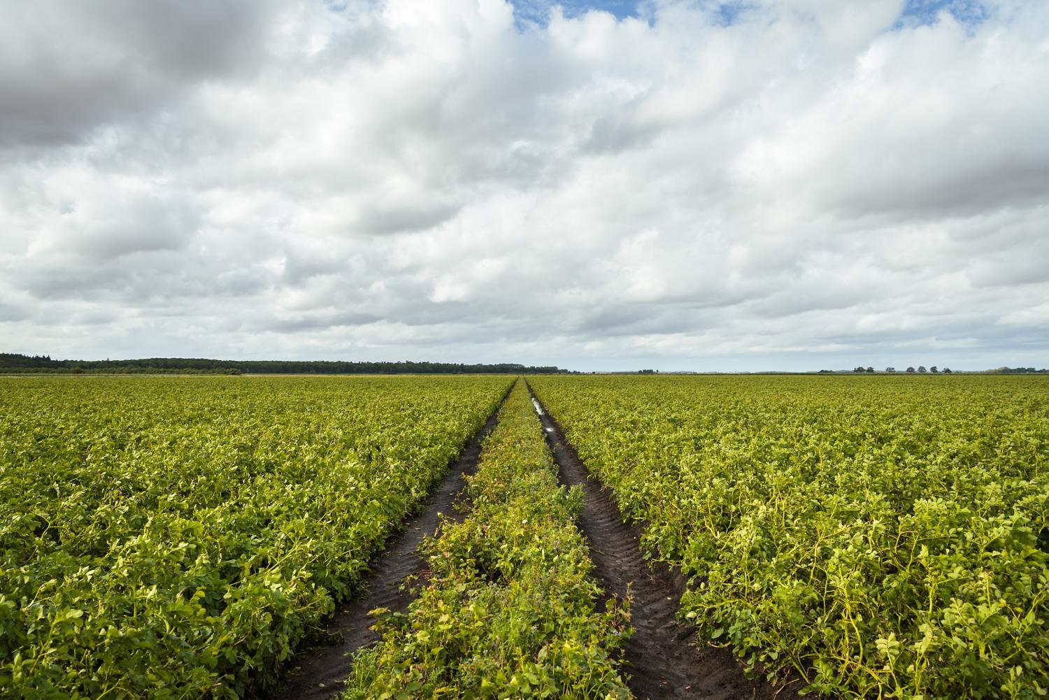 Rows of soybeans on the Dyson Farming site.