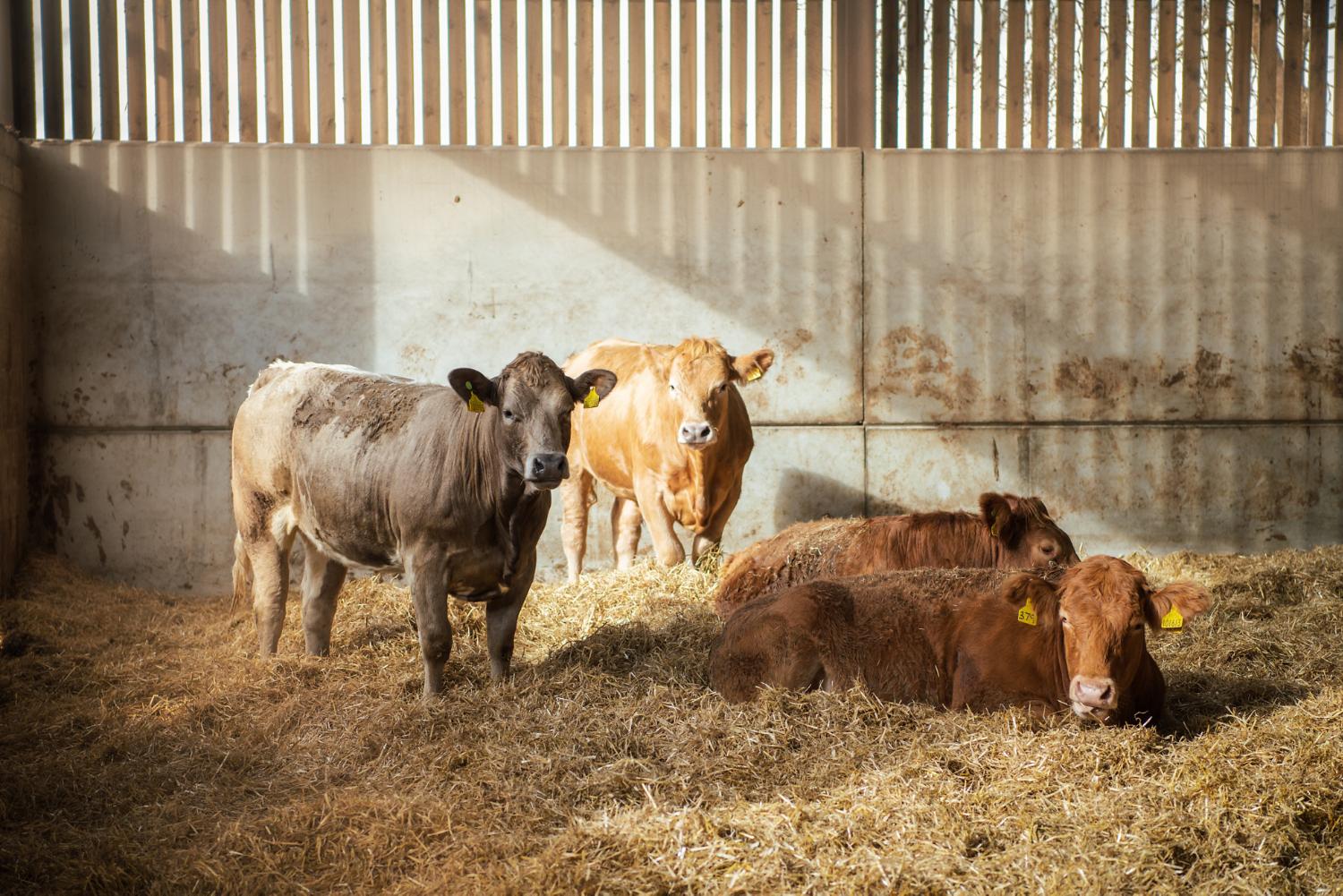 Cows at the Dyson Farming site.