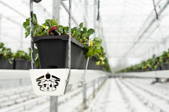 Dyson farming strawberries growing in the glasshouse