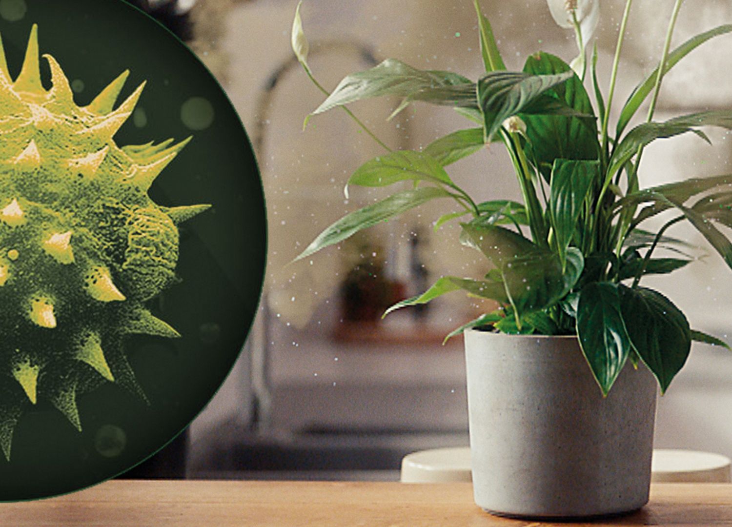 House plant and close-up of pollen allergen