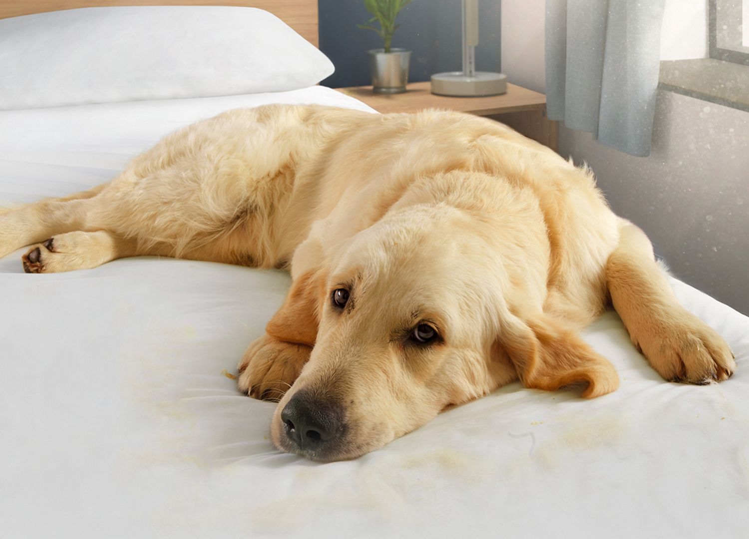 Labrador dog lying on bed