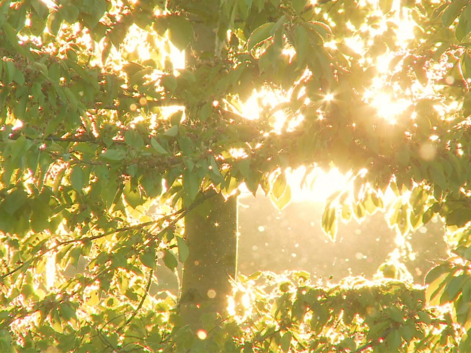 Sun shining through leafy tree