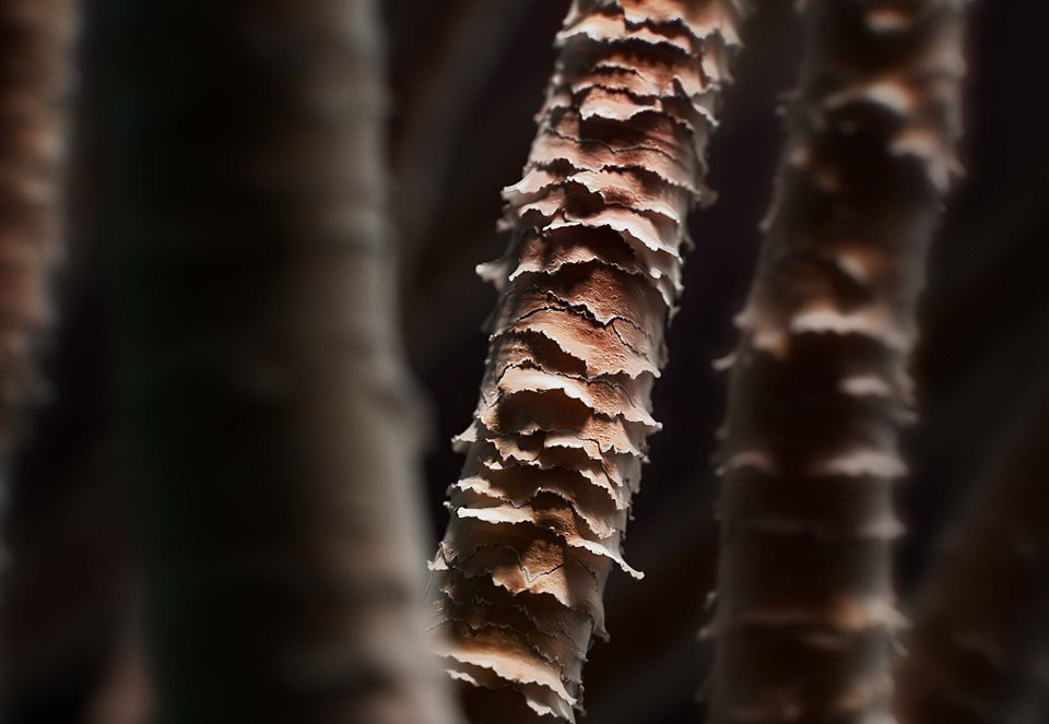 Zbliżenie na zniszczone wysoką temperaturą pasma włosów