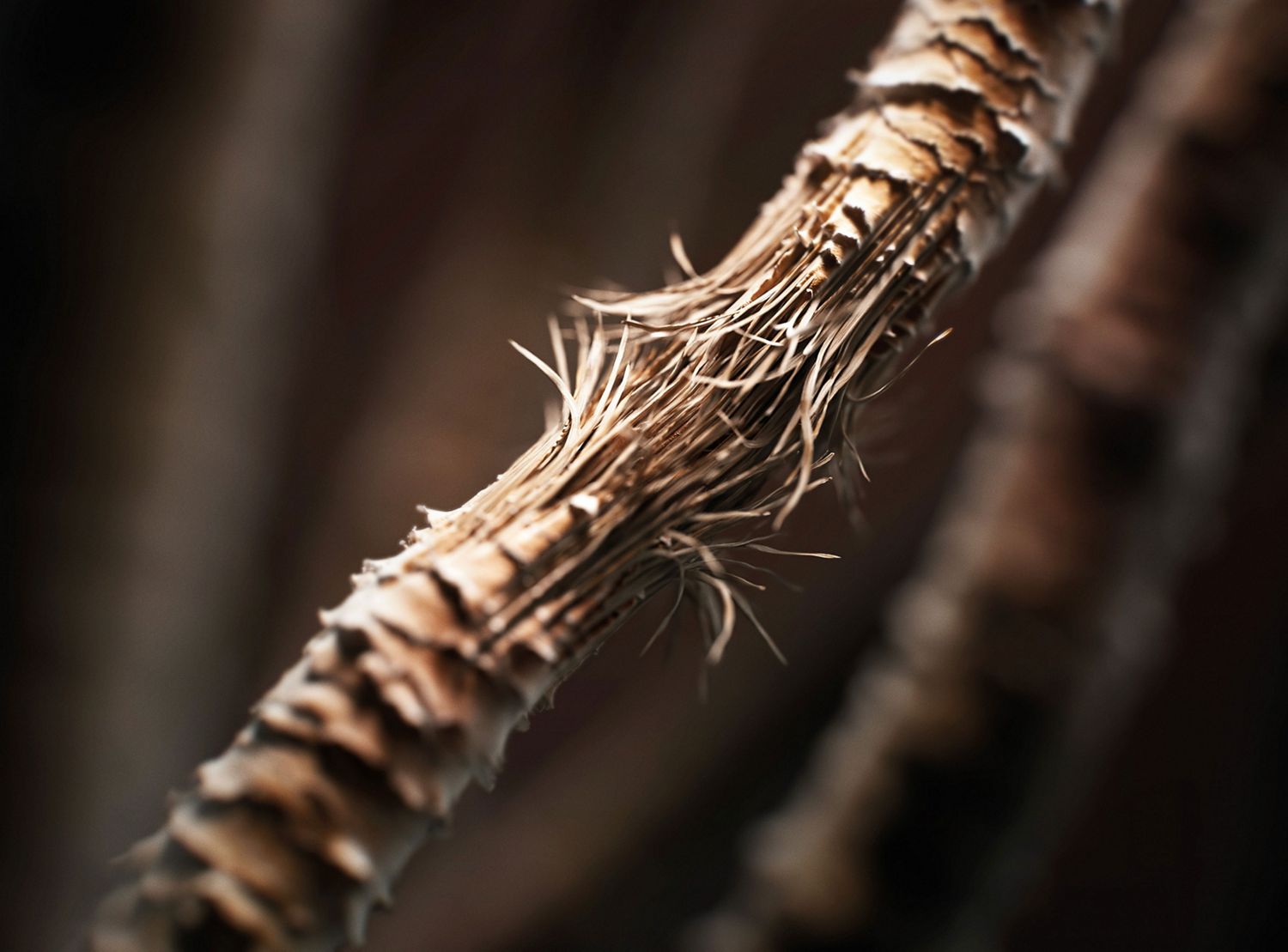 Hair strand close-up showing split ends