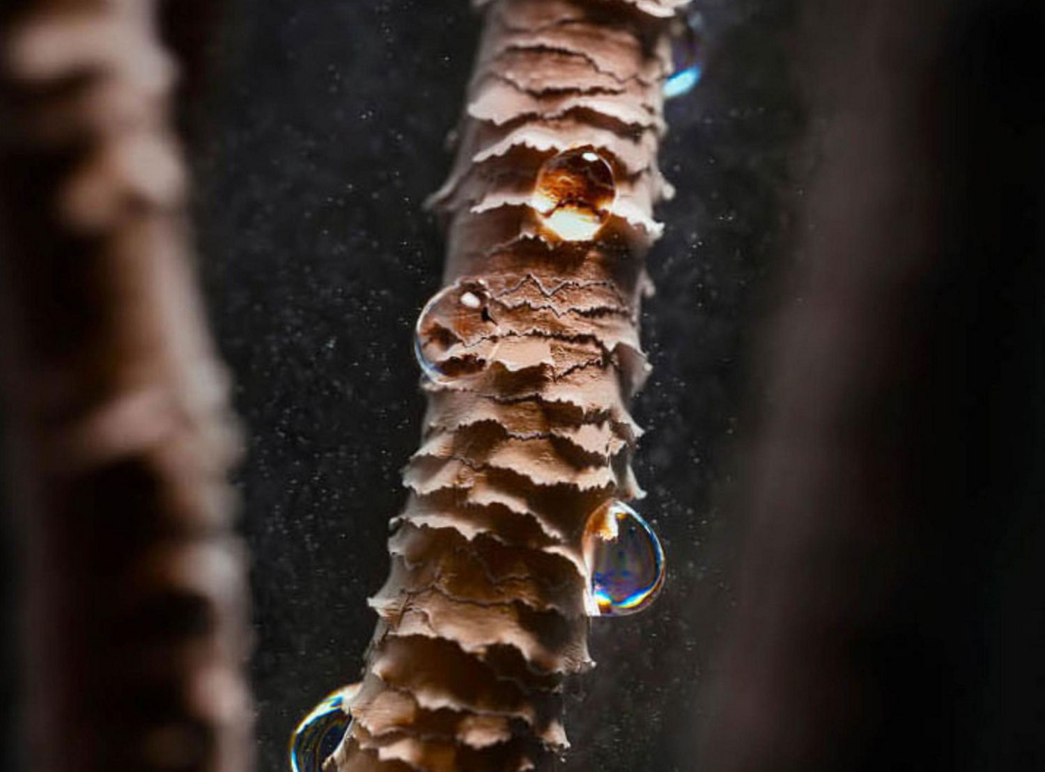 Hair strand close-up showing hair damage