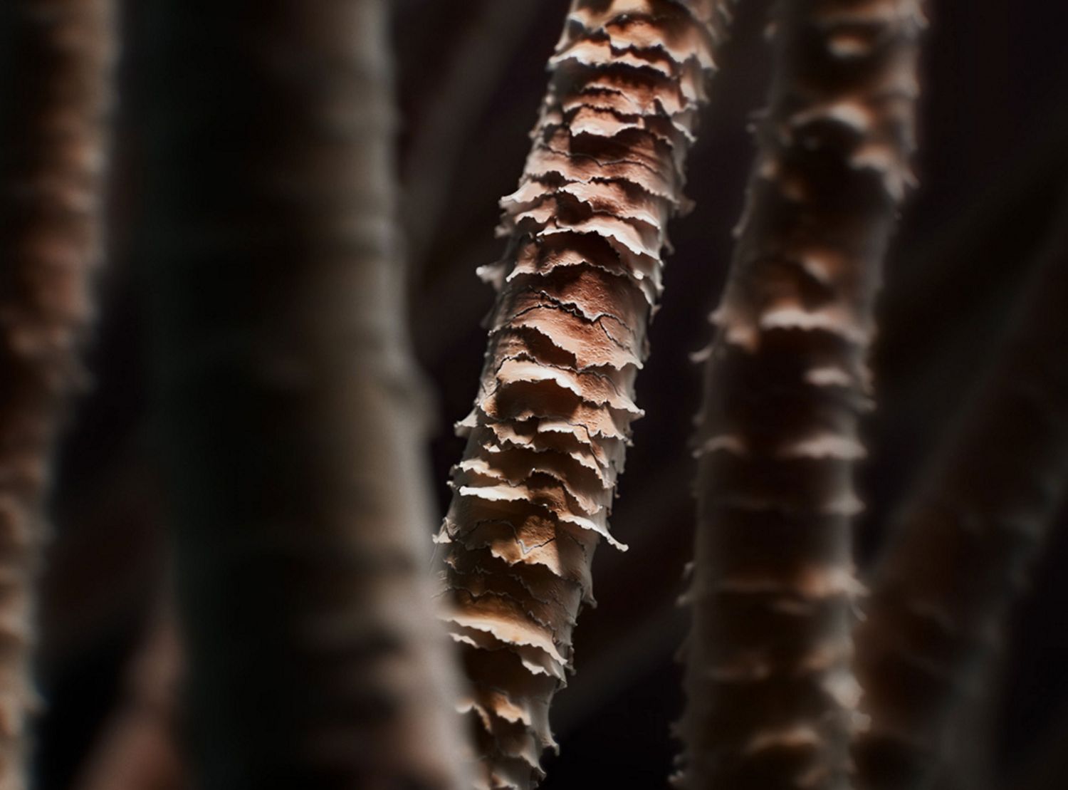 Gros plan sur les cheveux