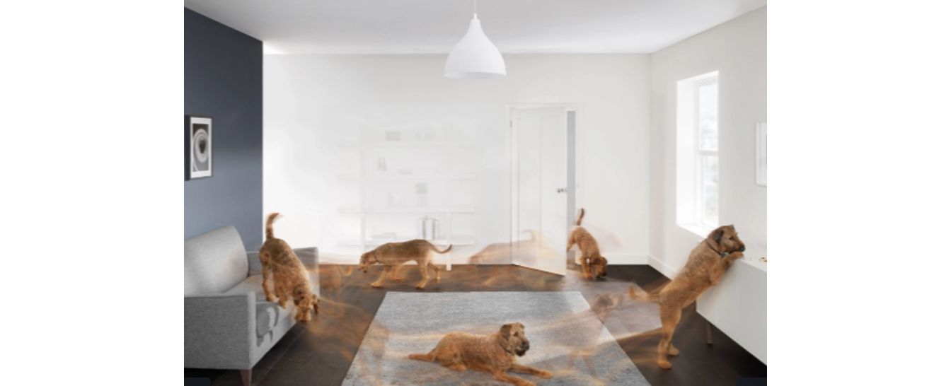 A dog runs around the house, creating a mess.