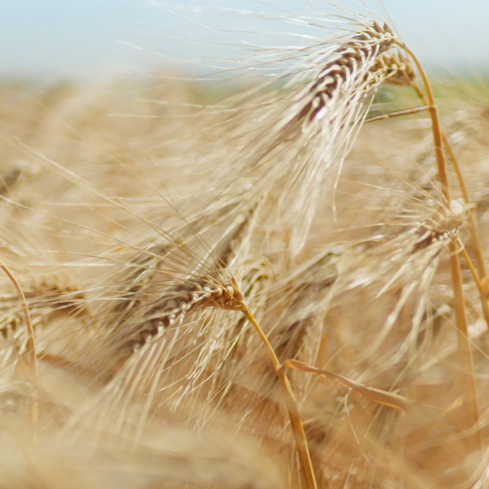 A field of barley growing on a Dyson farm.