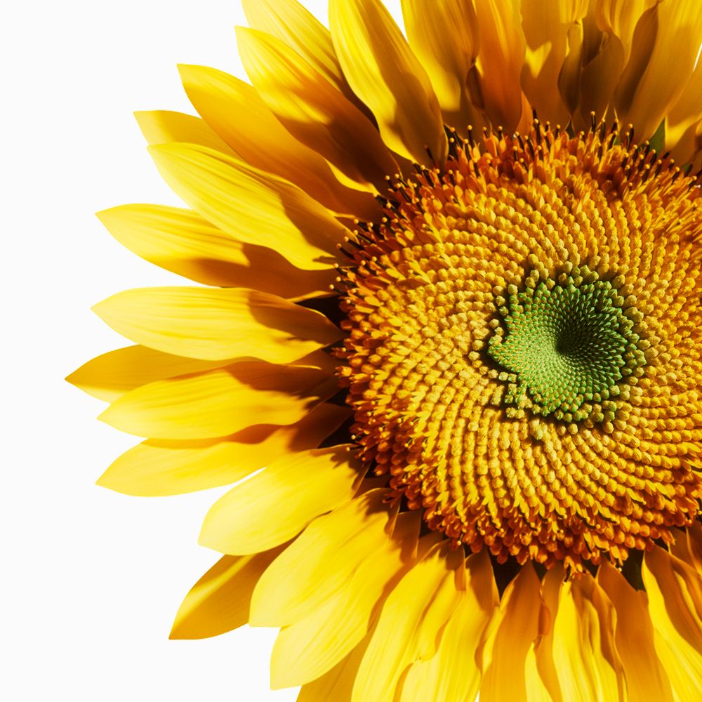 A sunflower head.