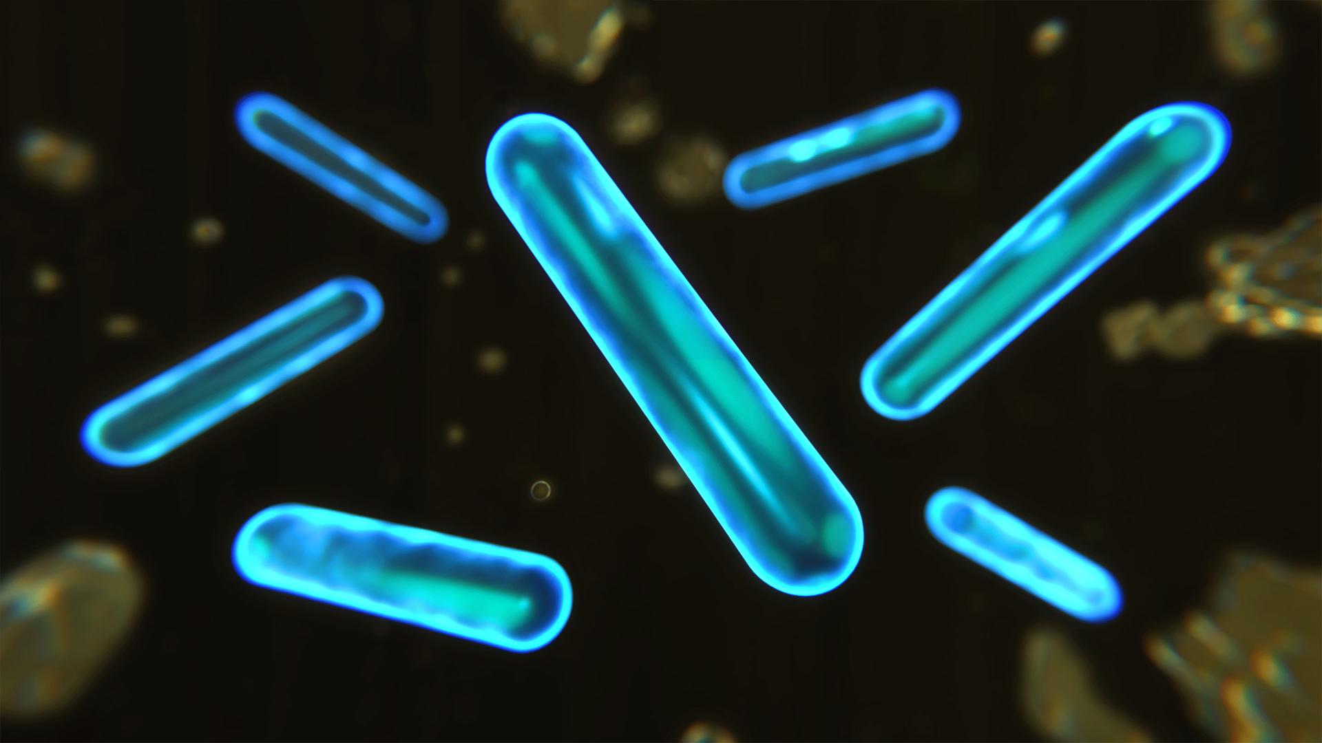 Zdjęcie przedstawiający obraz mikroskopowy probiotyków zawartych w płynie do mycia podłóg Dyson 02 Probiotic