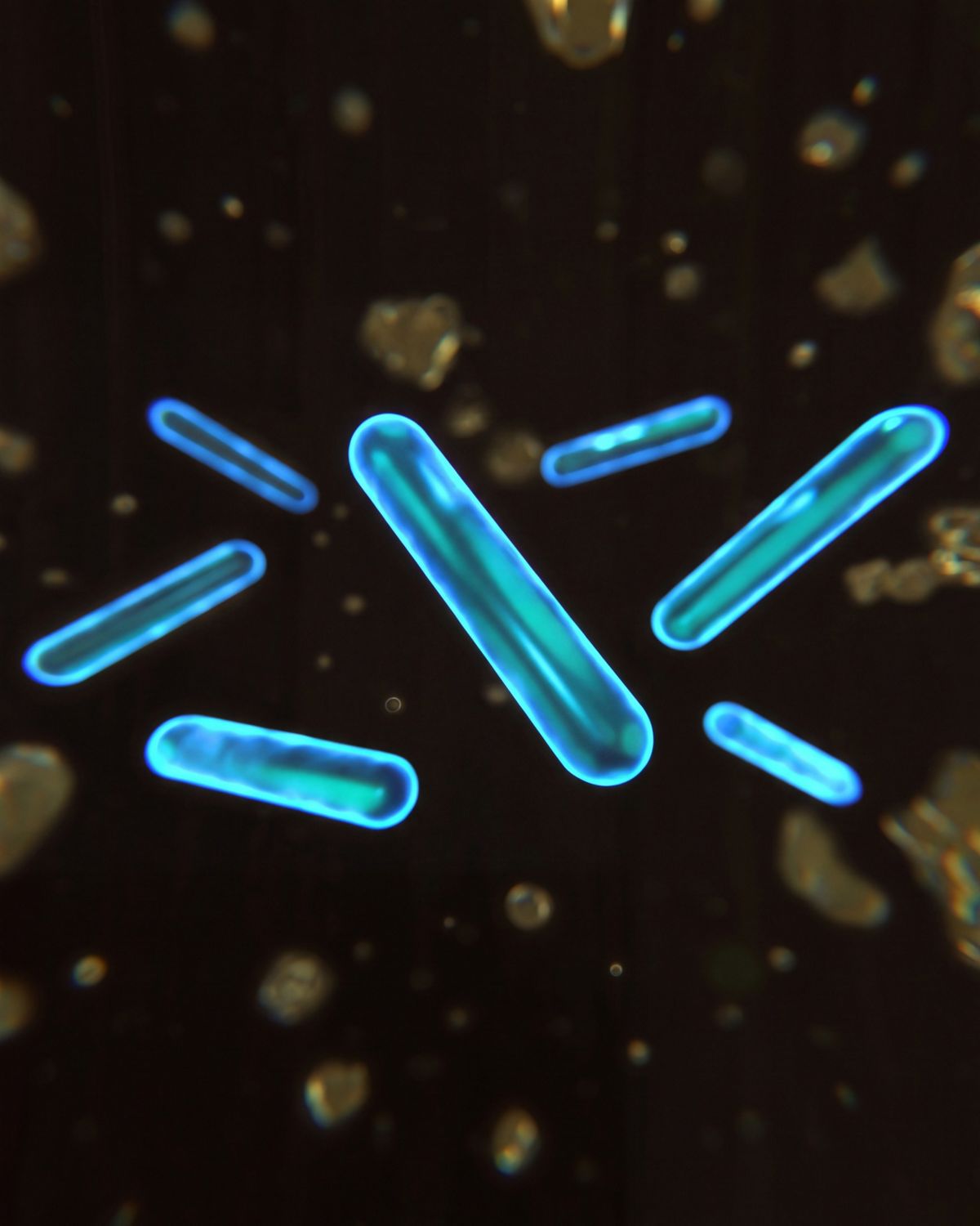 Microscopic view of the probiotic ingredients of the Dyson 02 Probiotic hard floor cleaning solution.