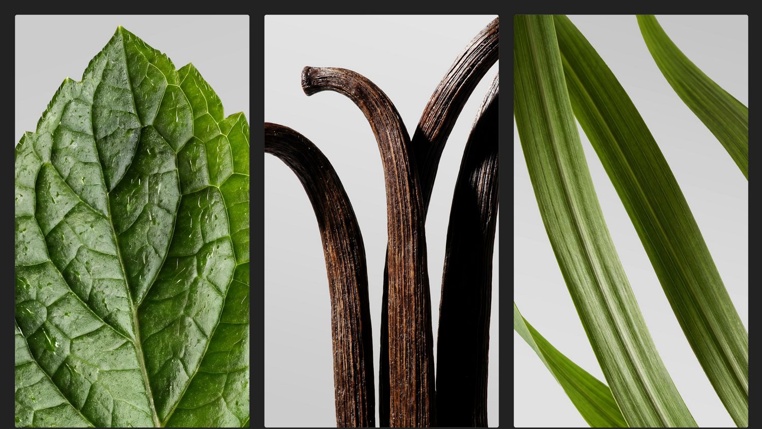 A mint leaf, vanilla pods and some lemongrass.