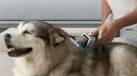 Kit de nettoyage pour animaux