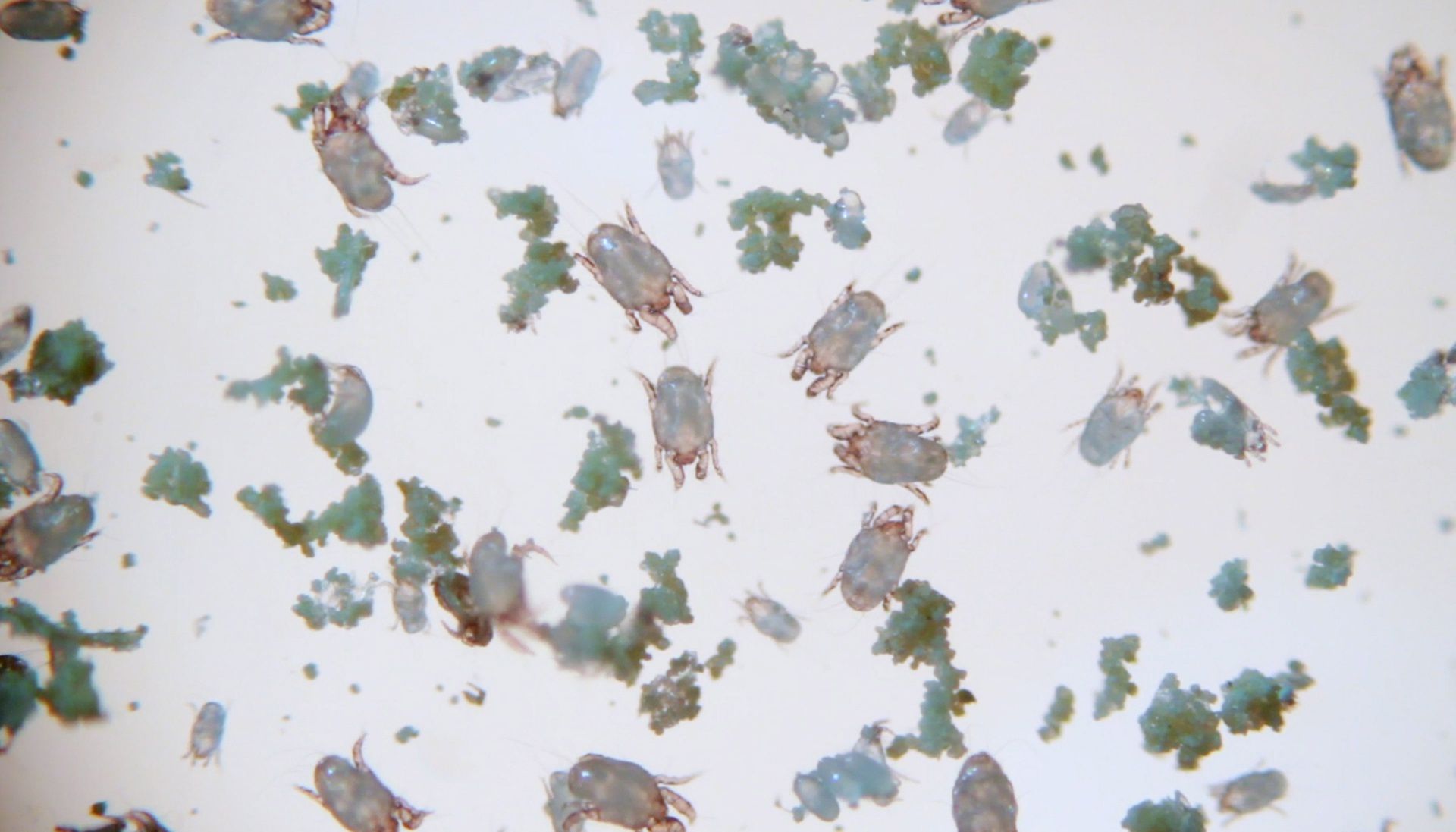 Dust mites