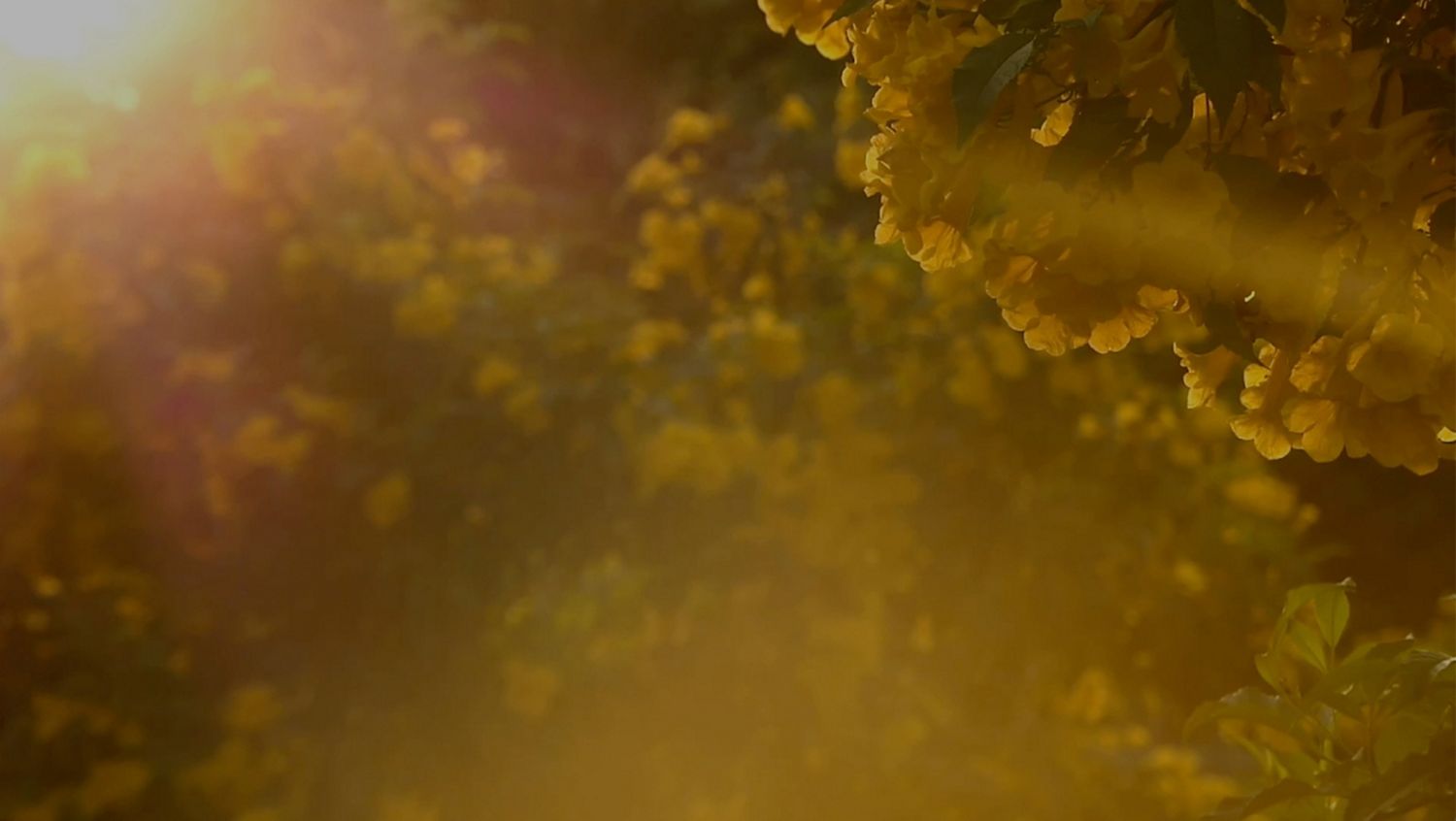 Airborne particles in a home.