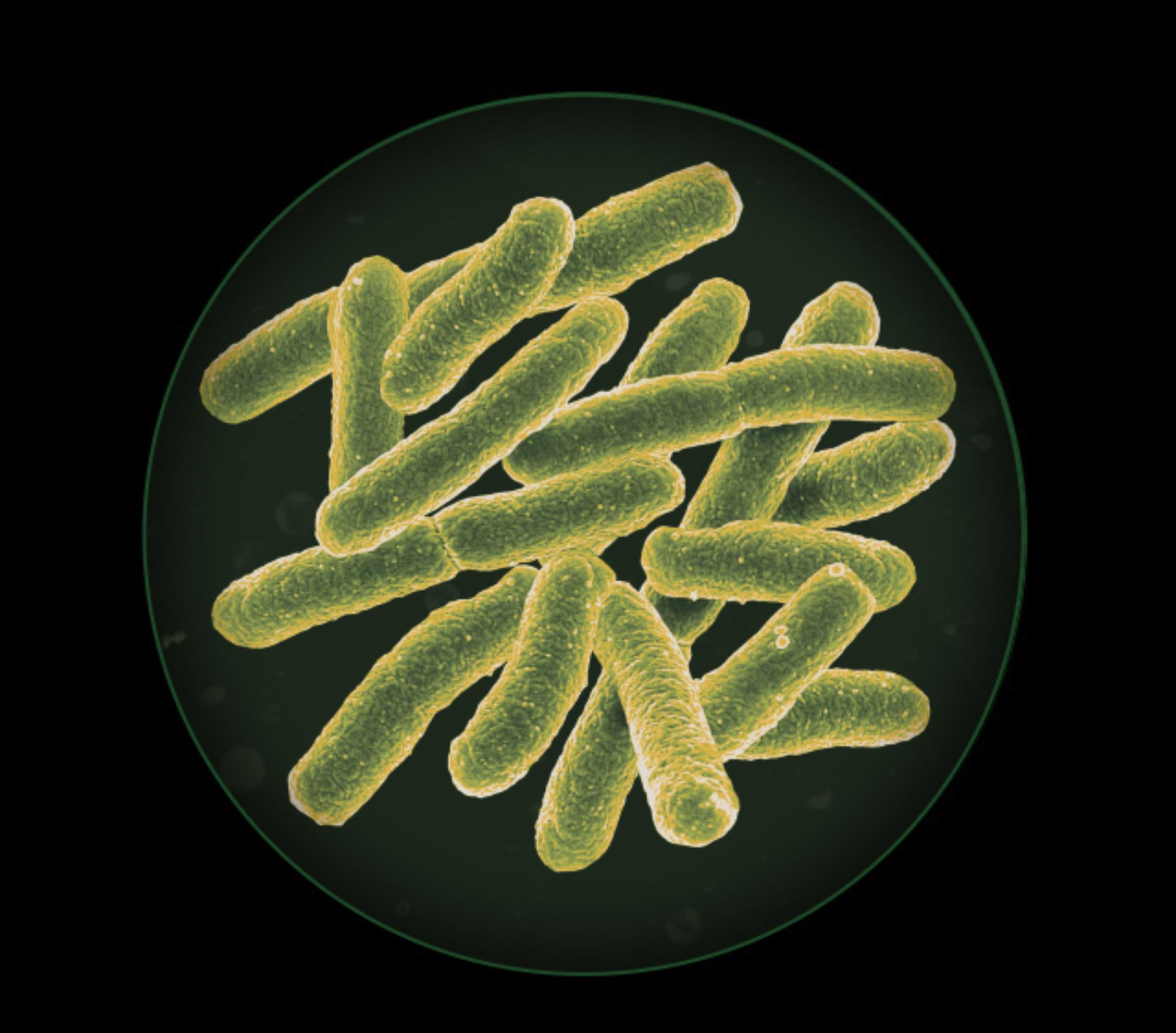 Bacteria and mold diagram
