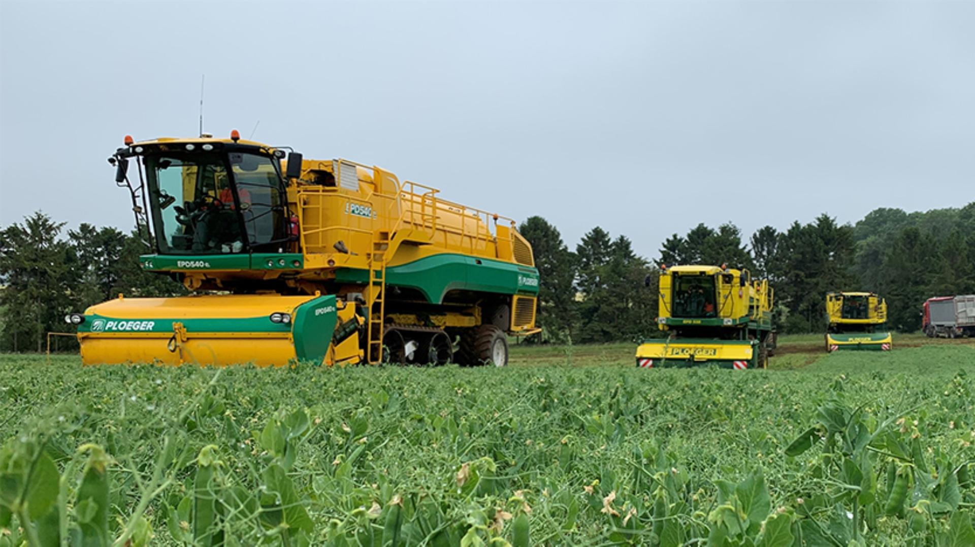 Close up view of pea crops being harvested