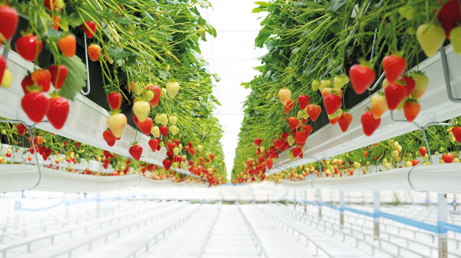 Rows of Dyson strawberries growing in a glasshouse.