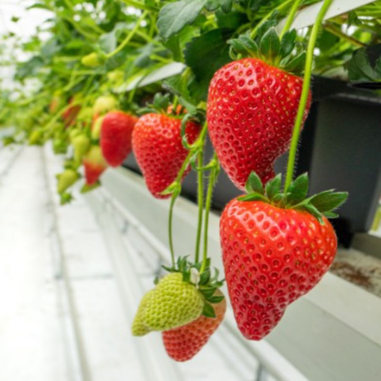 Pots of growing strawberries