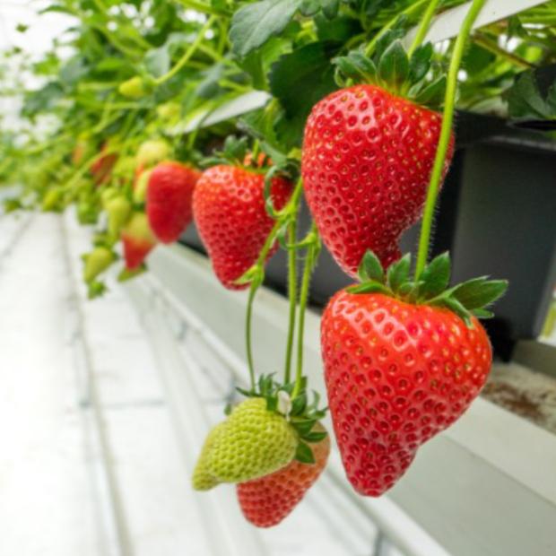 Pots of growing strawberries