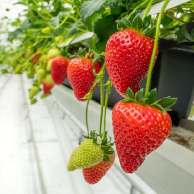 Pots of growing strawberries