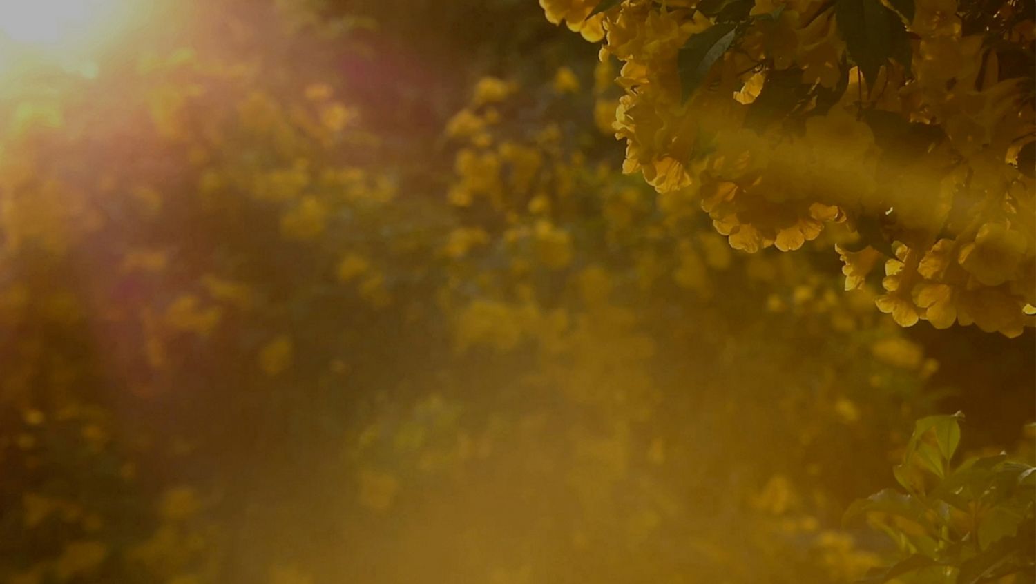 Airborne particles in a home.