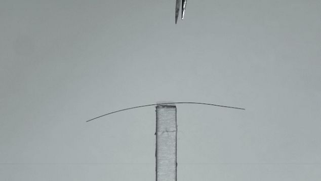 peli sotto il microscopio