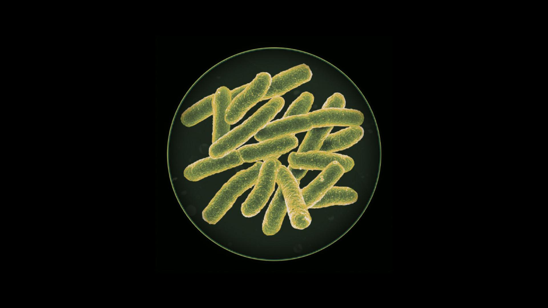 symbol bakterii