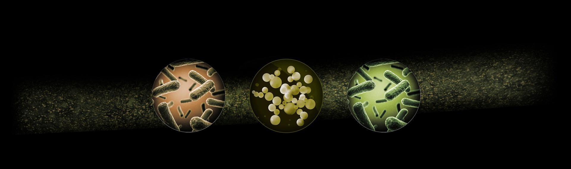 Close-up of bacteria and allergens