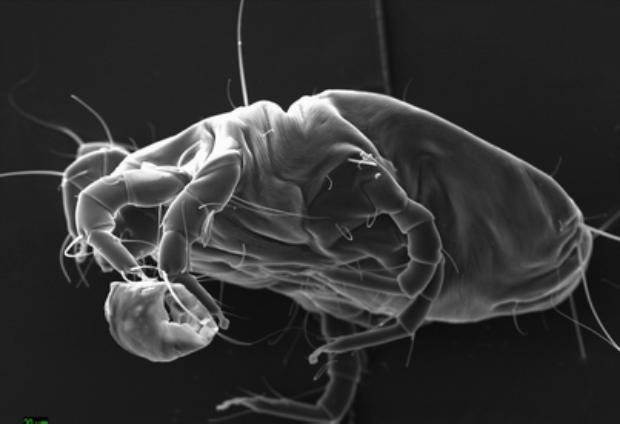 Enlarged Dust Mite