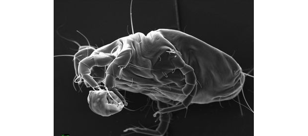 Enlarged Dust Mite