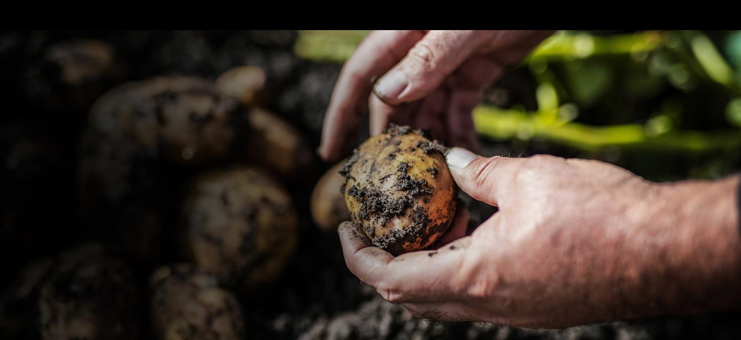 A man holds a potato on the Dyson farm