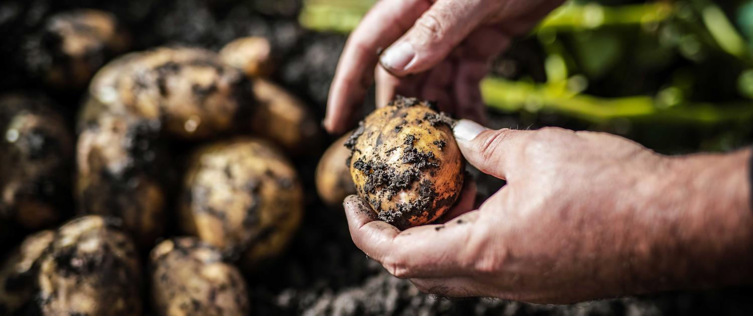 A man holds a potato on the Dyson farm