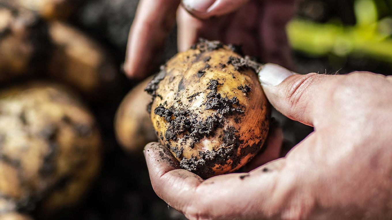 A potato with mud on its surface.