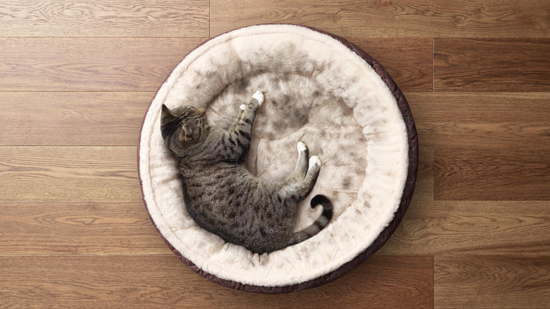 A cat in a pet bed.