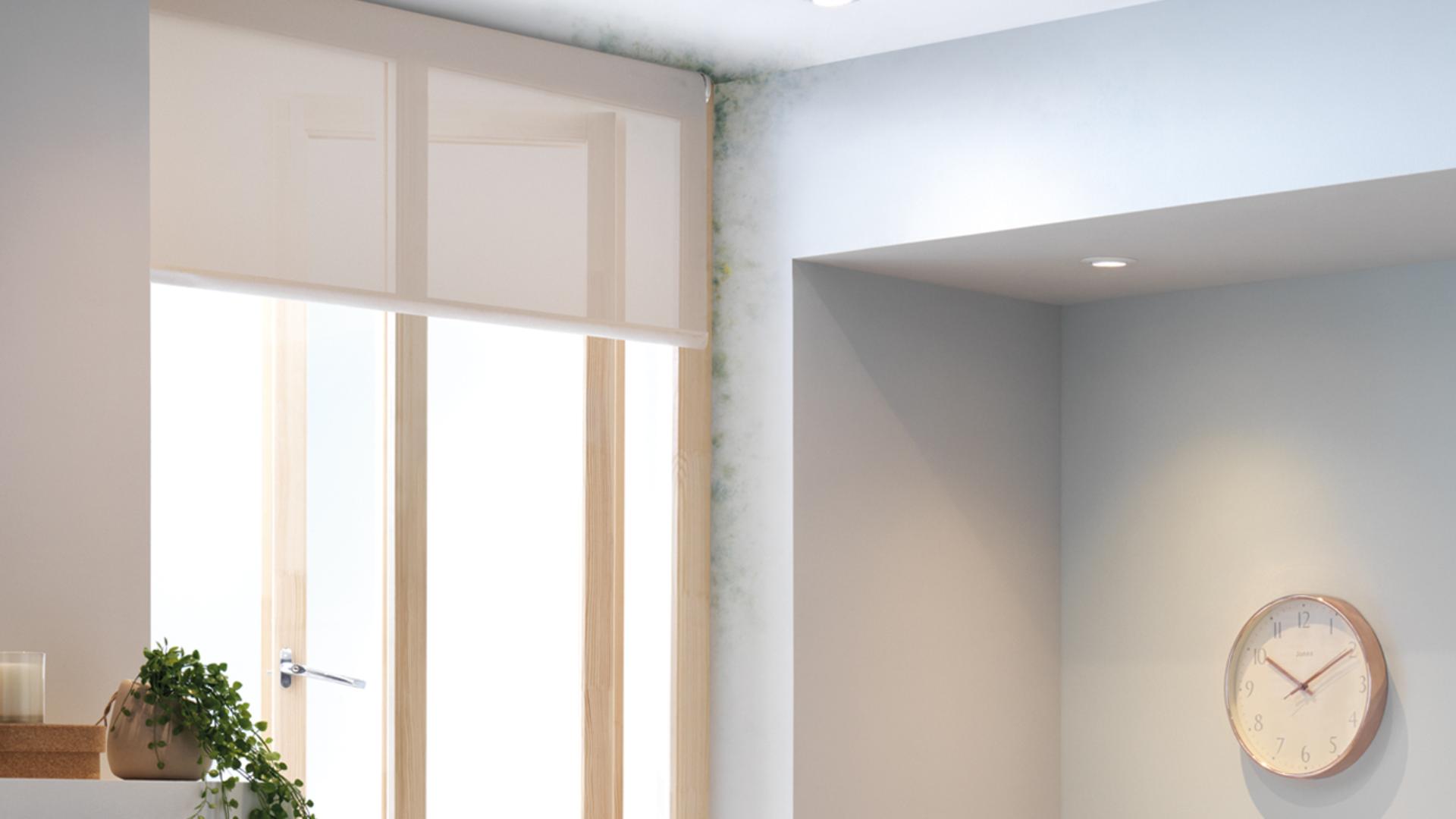 Mould around a window space.