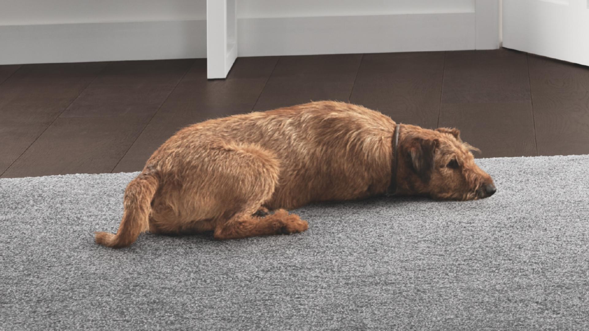 A dog resting on a carpet.