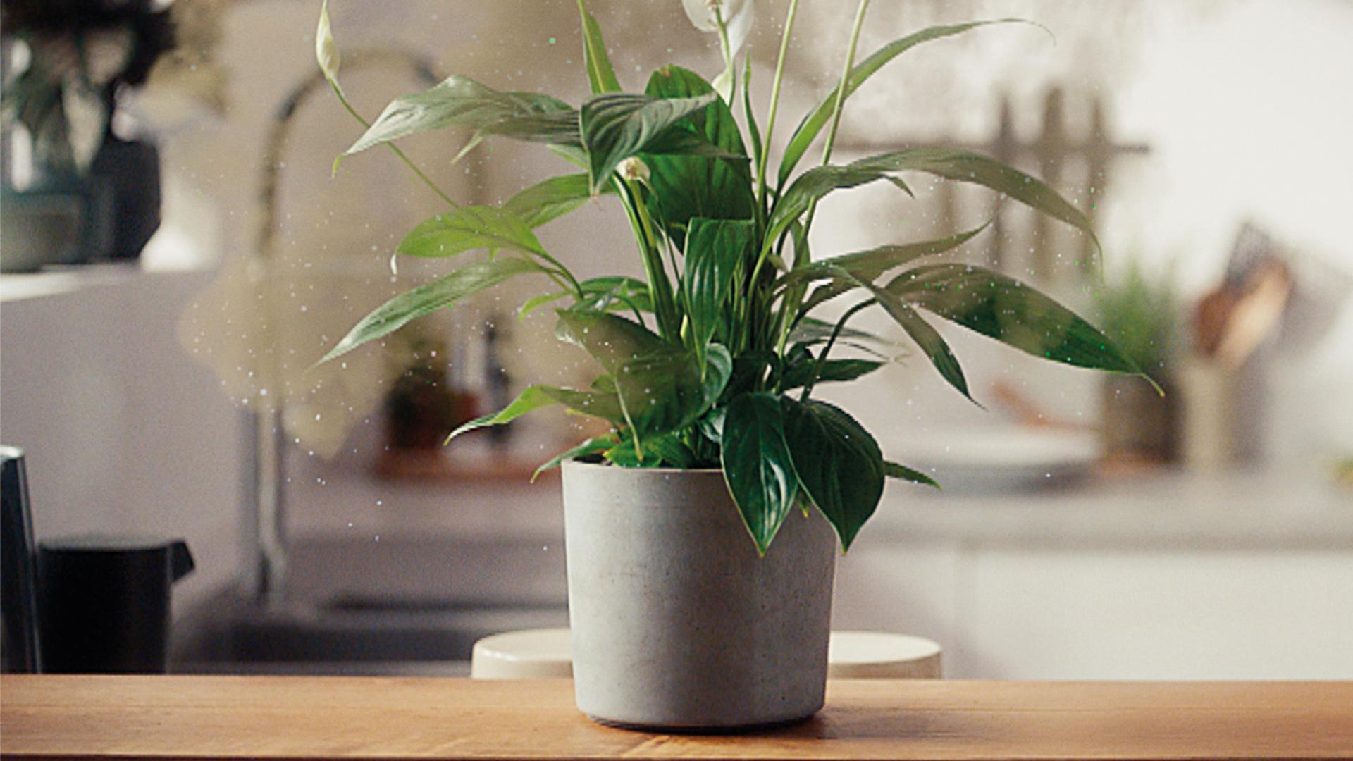 A house plant in a kitchen.