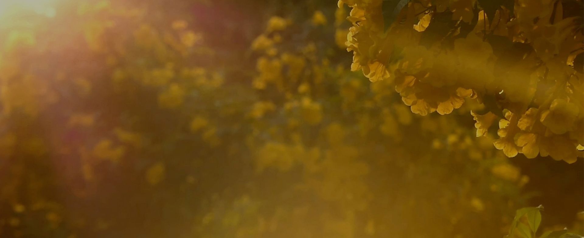 Air Purification for Allergies | Dyson New Zealand