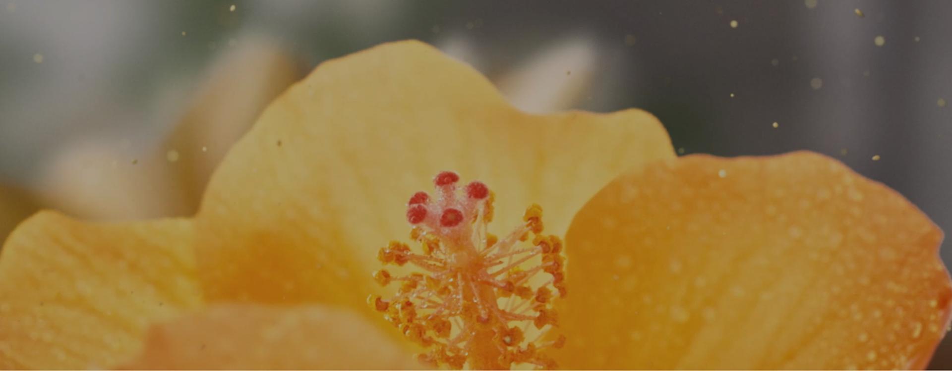 Tuvskats ar ziedu, kurā redzami putekšņi.