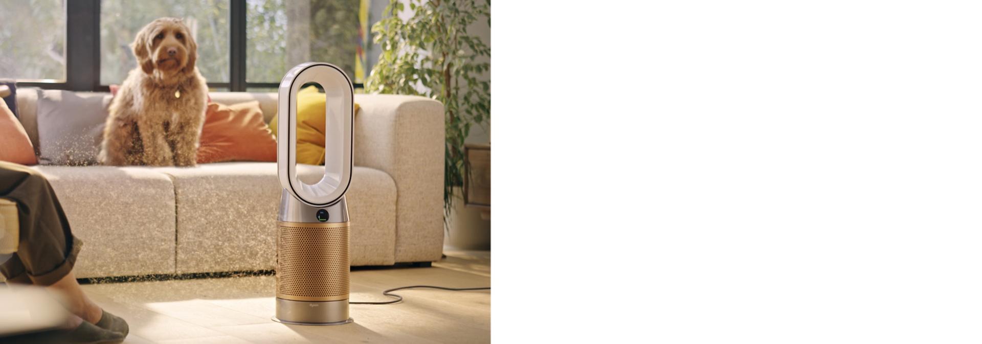 Suns sēž uz dīvāna aiz Dyson gaisa attīrītāja.