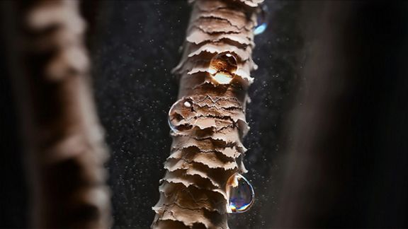 Microscope view of a hair strand.